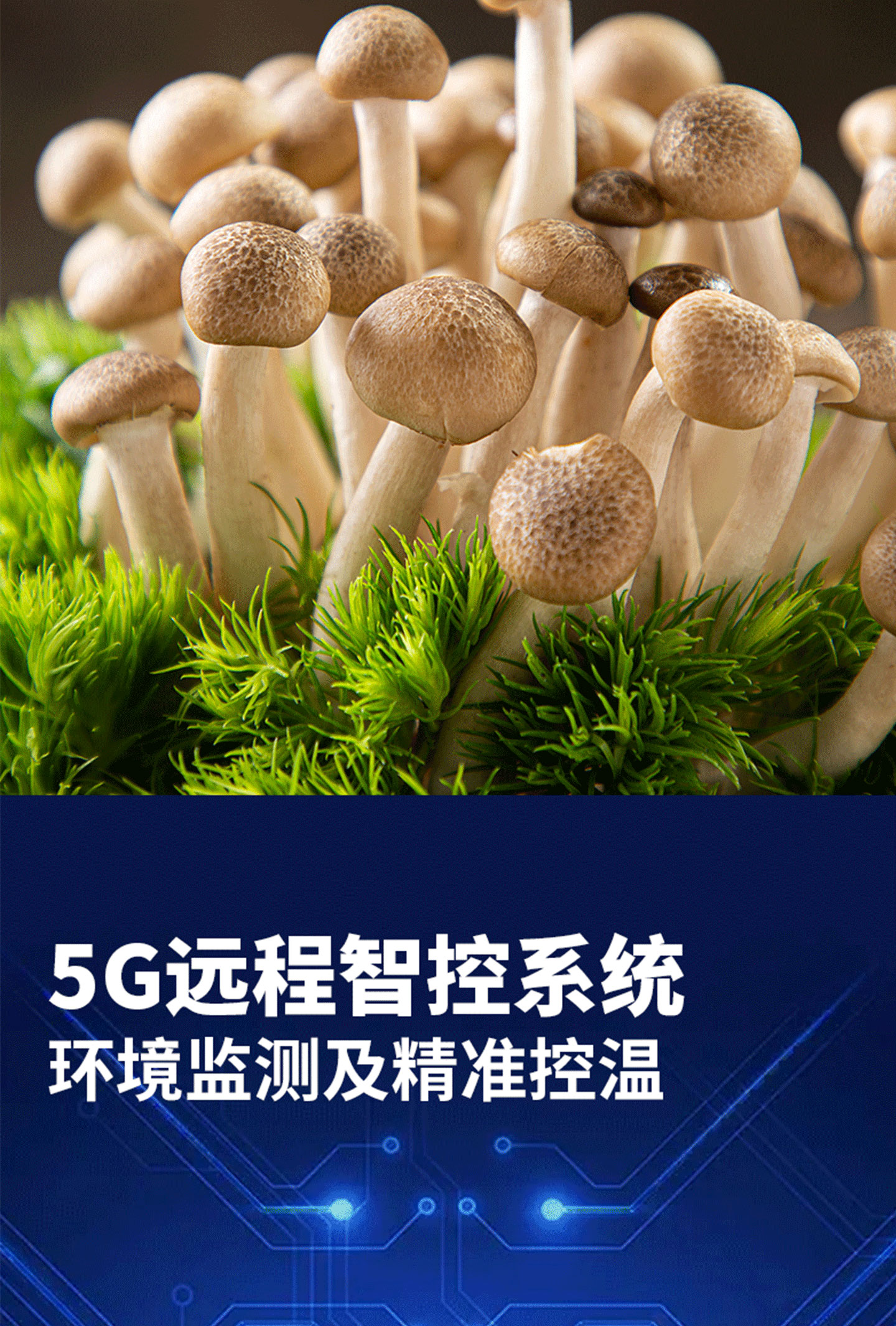 菌菇菜種植方艙